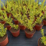 Vtáčí zob vajcolistý (Ligustrum Ovalifolium) ´AUREUM´ - výška 20-30 cm, kont. C2L